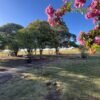 SE VENDE CAMPO  38 Ha Colonia El Potrero, Gualeguaychú, Entre Río